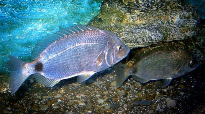 Морской карась
