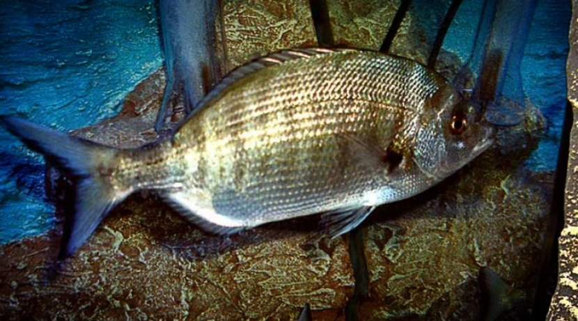 Морской зубарь