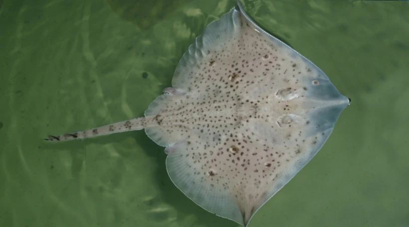 Морская лициса